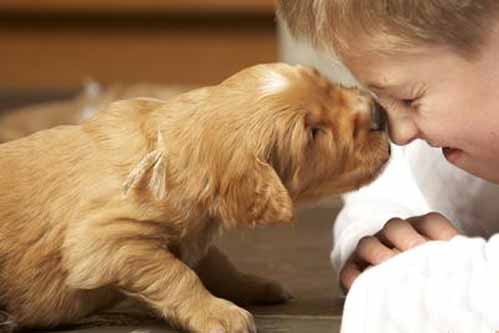 puppy dog licking face dogs lick faces animals child cue pets than animal boyfriend lob pet why mutley better licked
